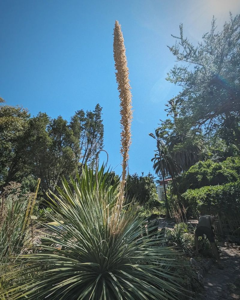 Desert Spoon (Dasylirion wheeleri)