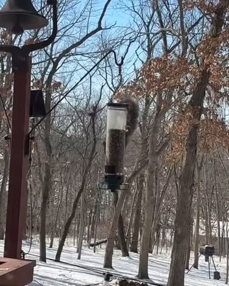 Build A Weight-Activated Feeder