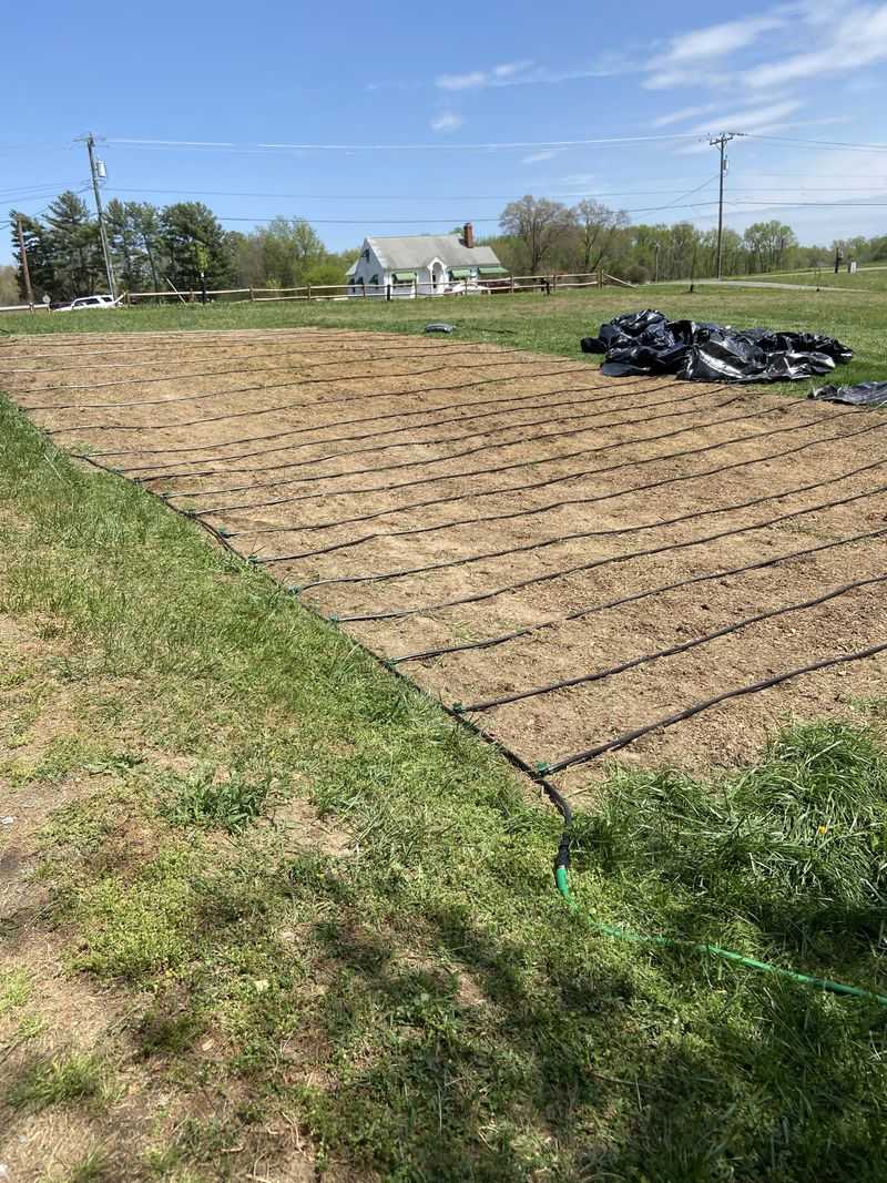 Utilize Drip Tape For Row Gardens