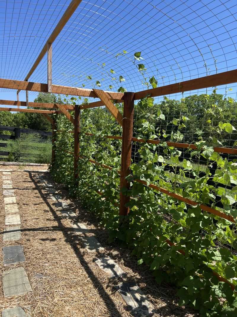Use Vertical Growing Techniques
