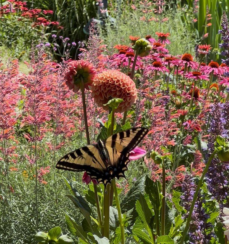 Add Nectar Plants for Adults
