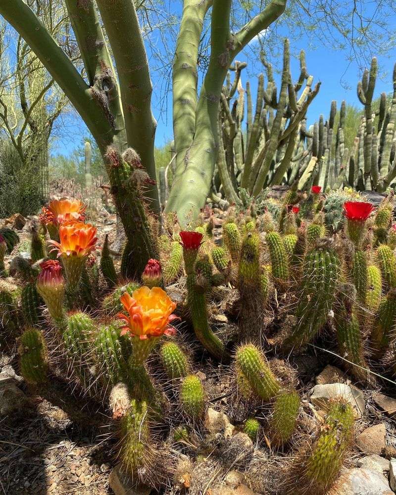 Master The Art Of Cactus Planting