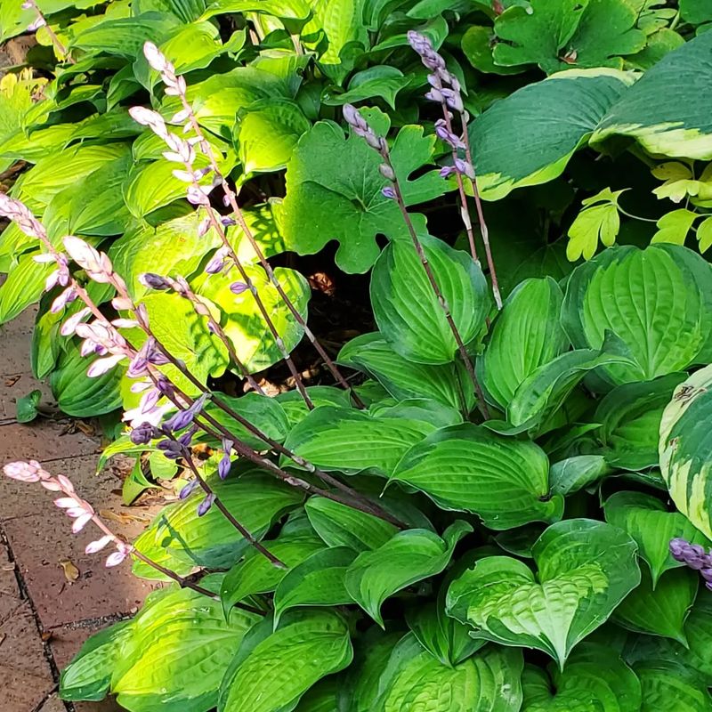 Plant In Spring For Best Results