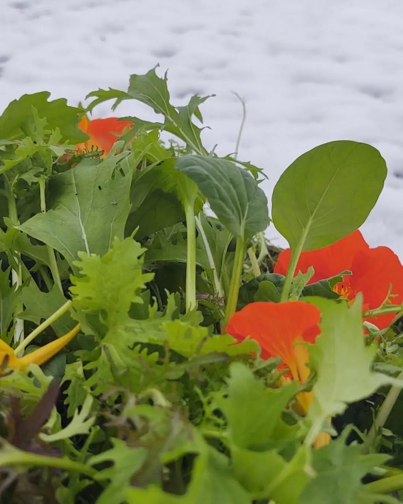 Select Colorado-Friendly Greens