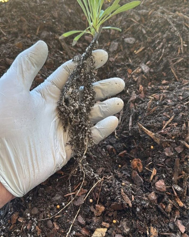 Prepare Your Soil Properly