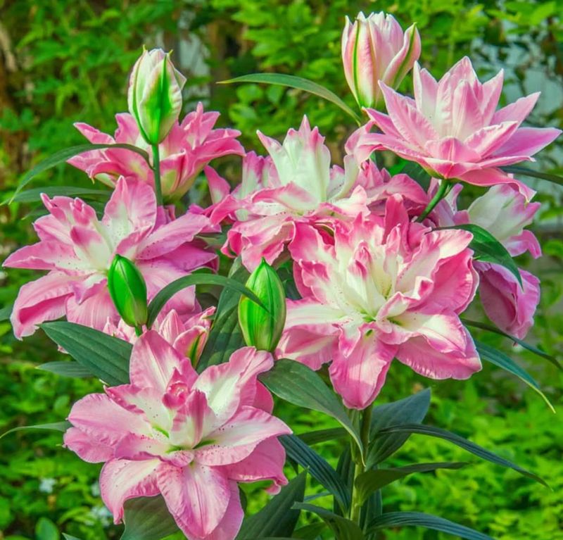 Plant Bulbs At The Proper Depth