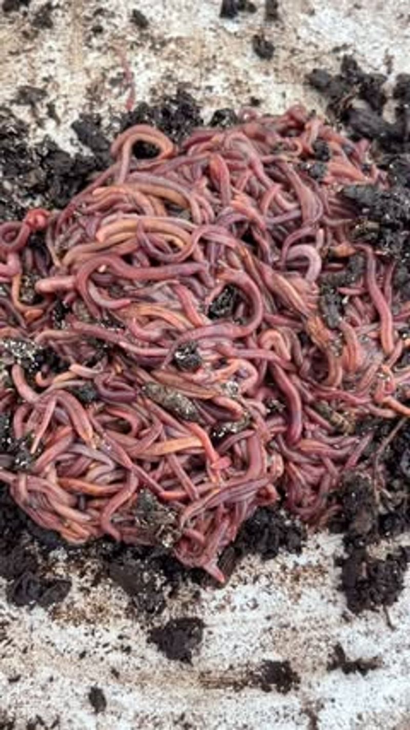 Select the Right Worms