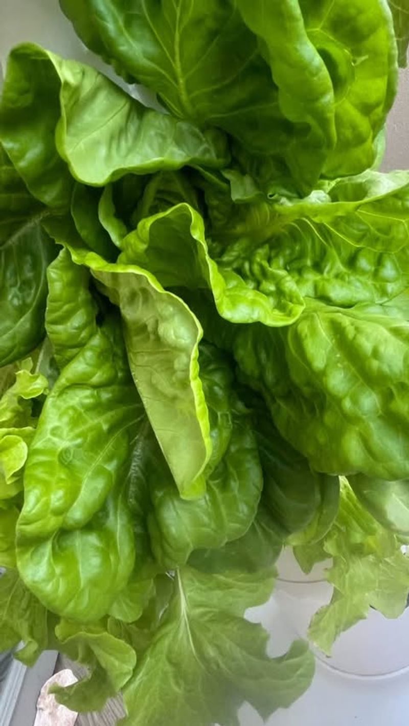 Select Heat-Tolerant Varieties