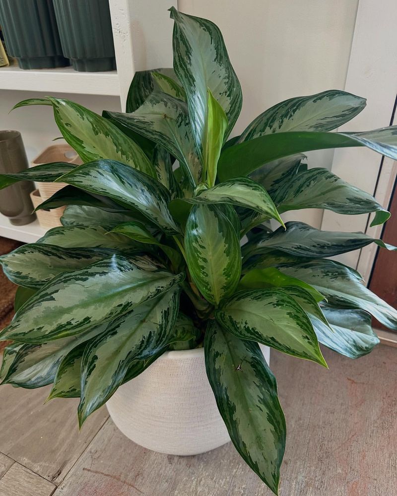 Chinese Evergreen (Aglaonema)