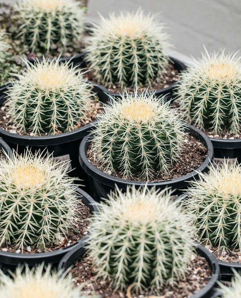Barrel Cactus