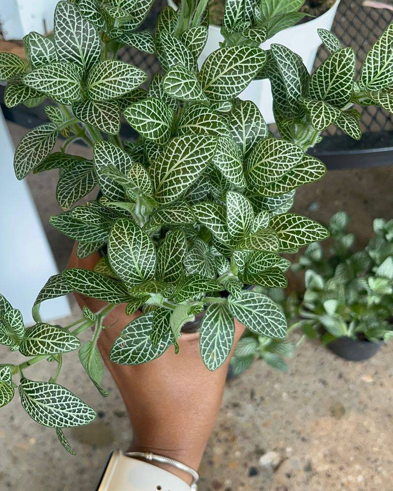Nerve Plant (Fittonia)