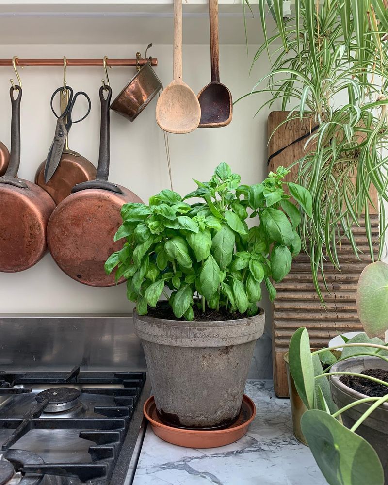 Basil