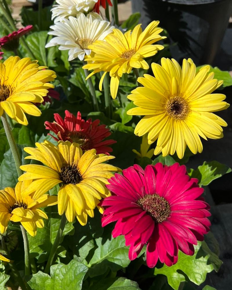 Gerbera Daisy: Cheerful Detoxifier