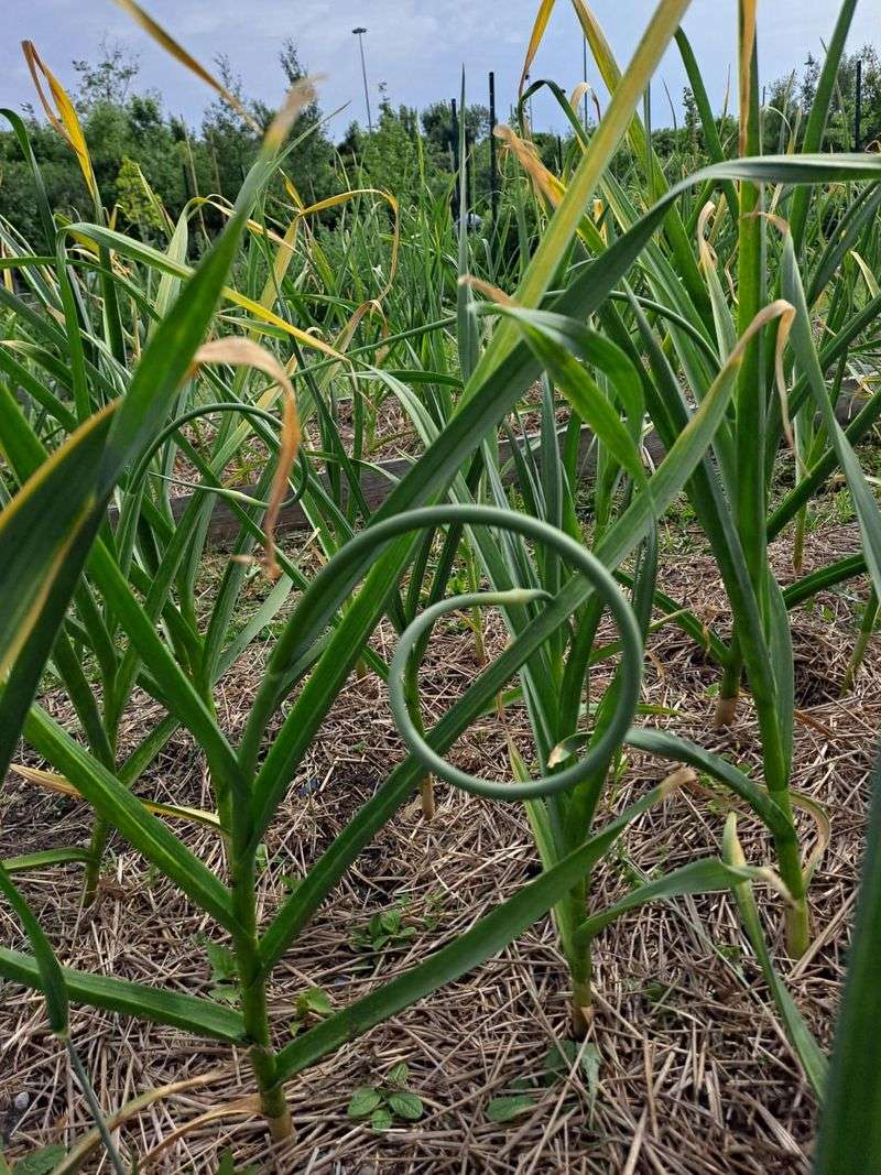 Garlic: Vampire-Proof Your Yard Against Ticks