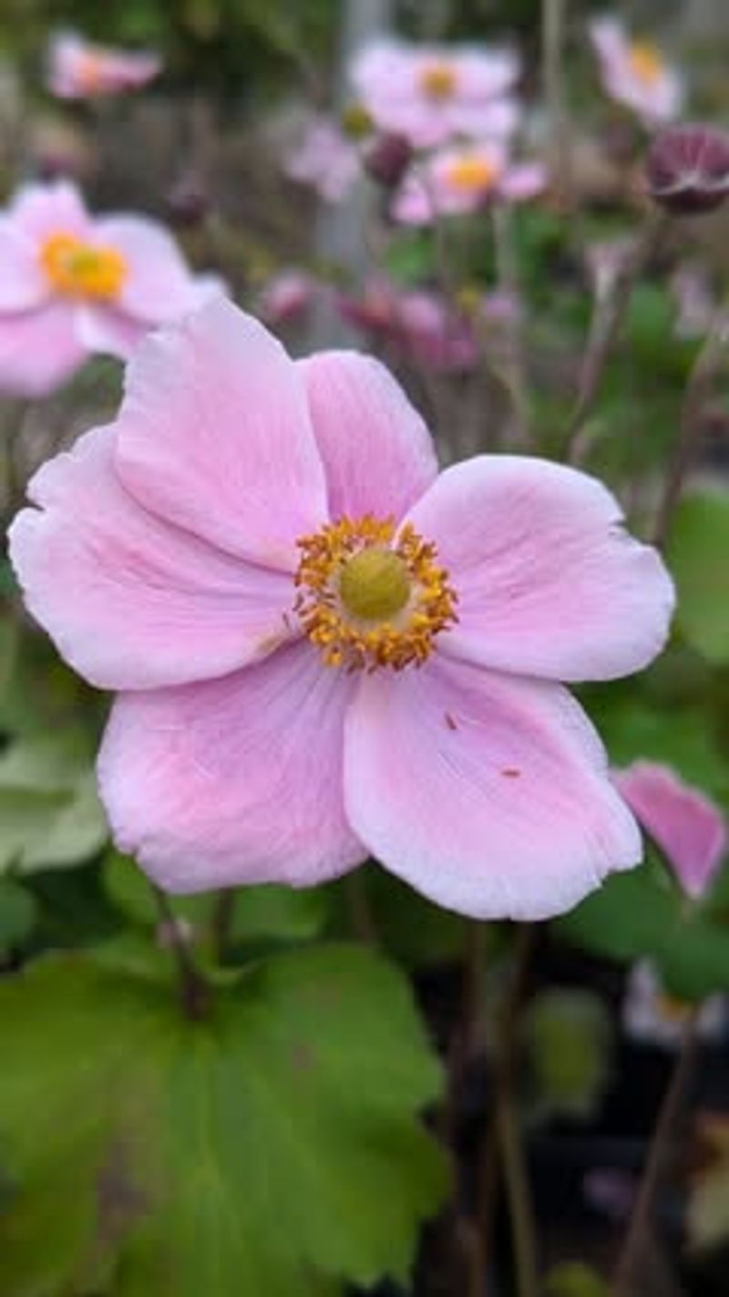 Japanese Anemone