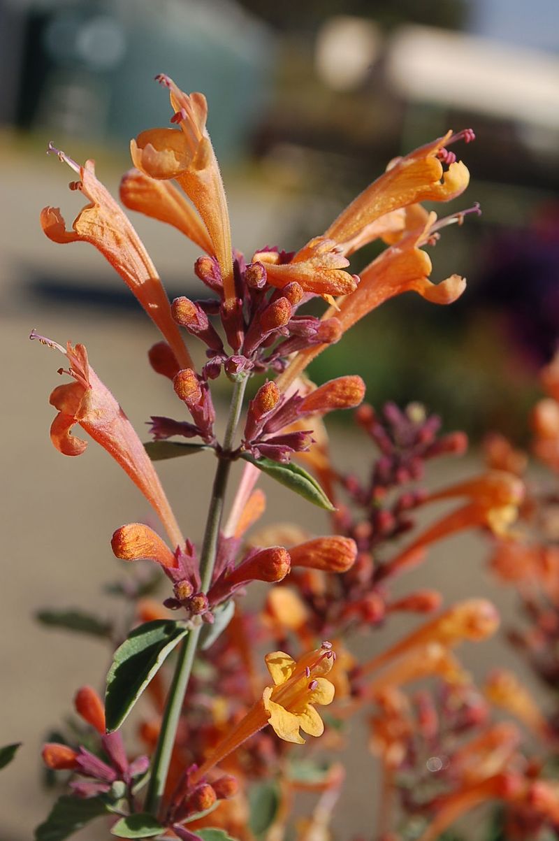 Arizona Sunset Hummingbird Mint (Agastache)
