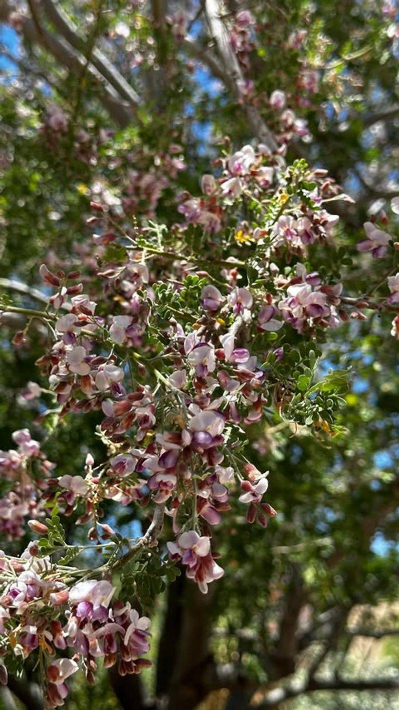 Desert Ironwood