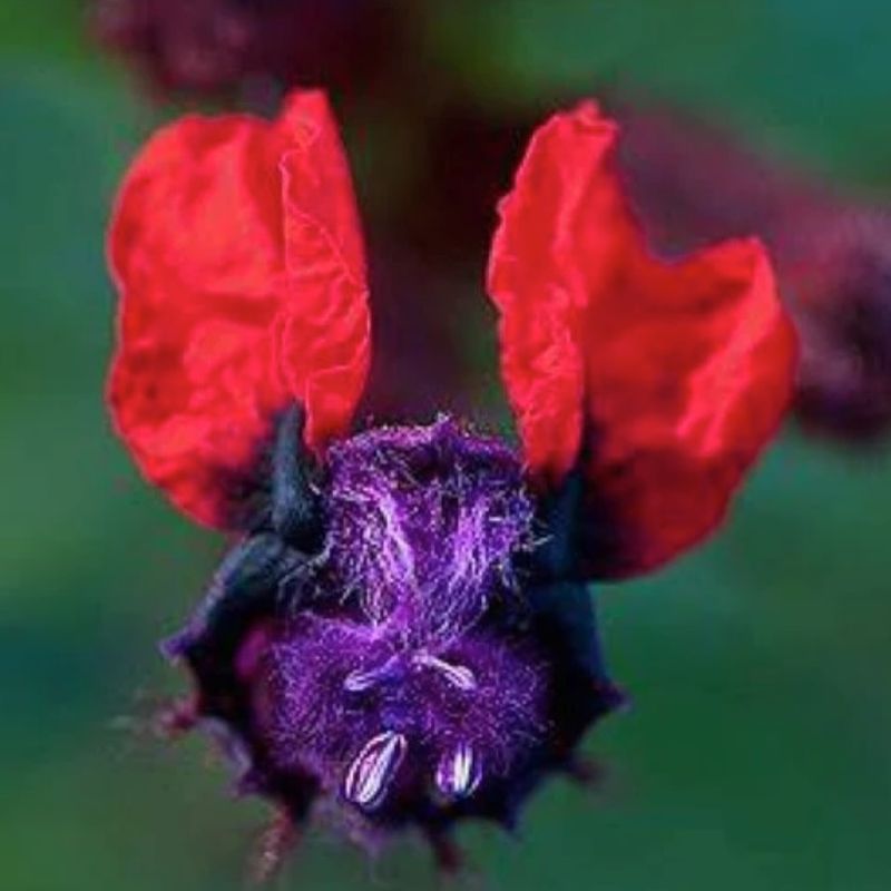 Bat-faced Cuphea's Quirky Charm