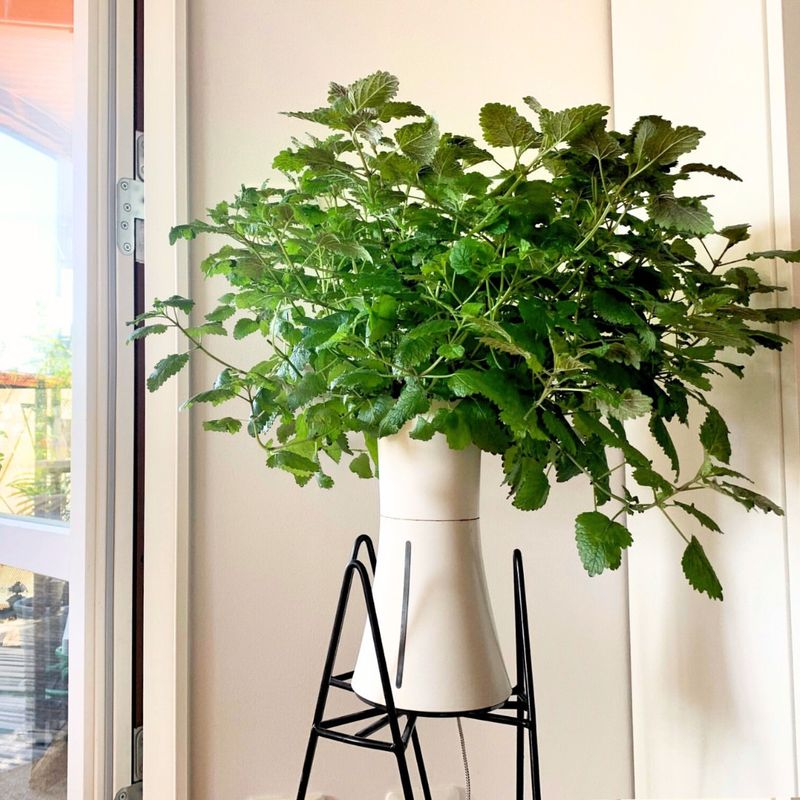 Lemon Balm