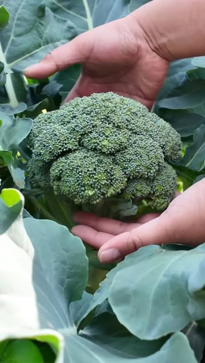 Broccoli Produces Perfect Heads
