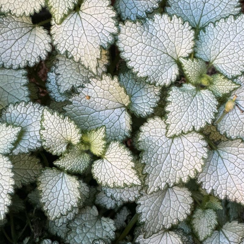 Lamium