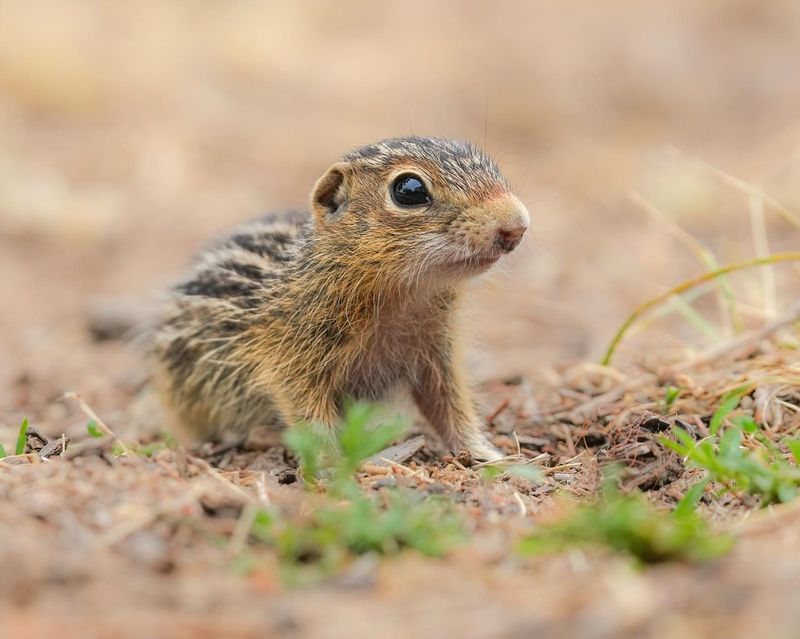 Four-Season Squirrel Diversion