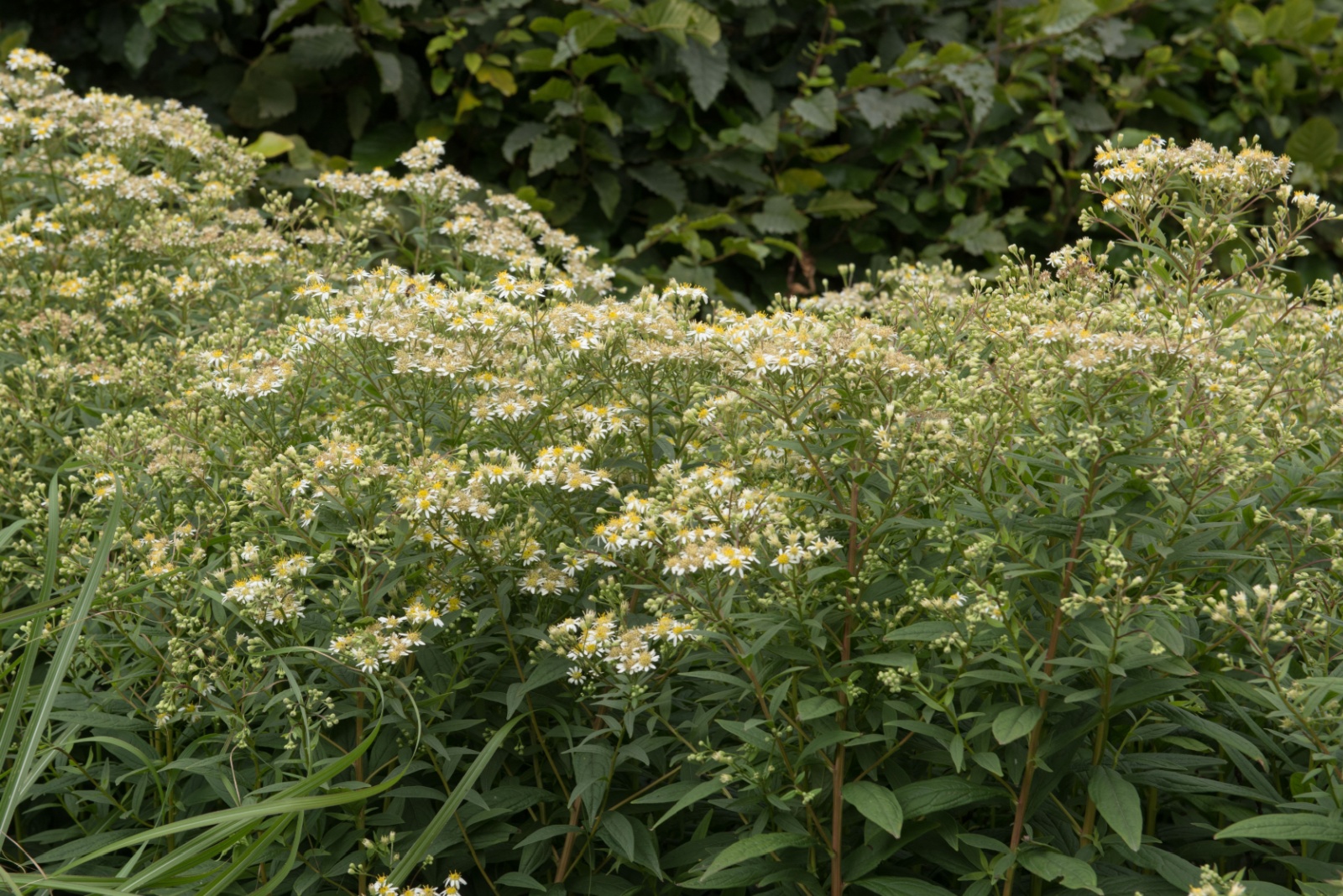 asters