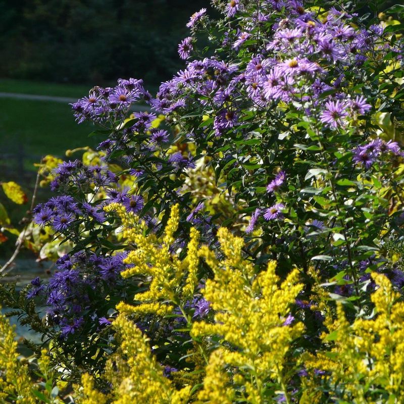 Layered New England Aster Boundary