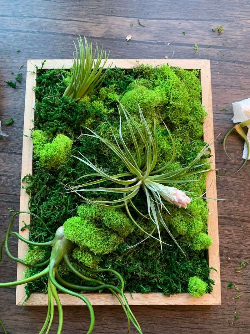 Framed Succulent Art With Built-in Fans