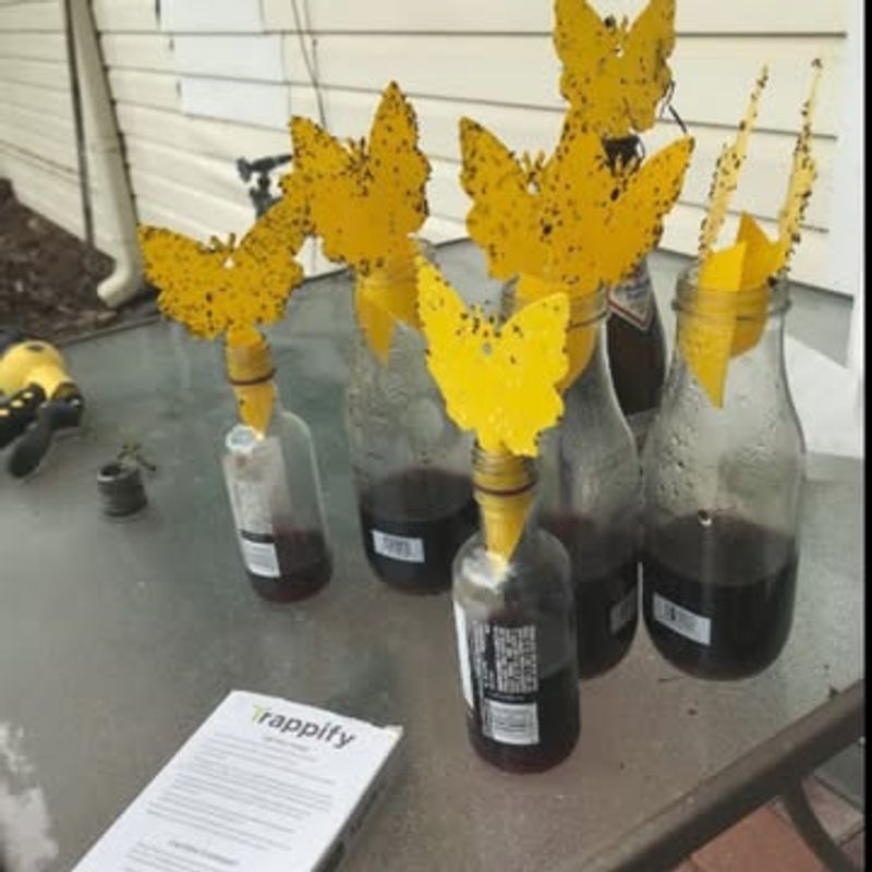 Sticky Traps For Flying Pest Monitoring