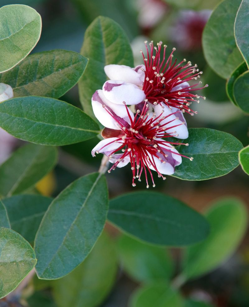 Pineapple Guava: Tough Beauty With Tasty Rewards