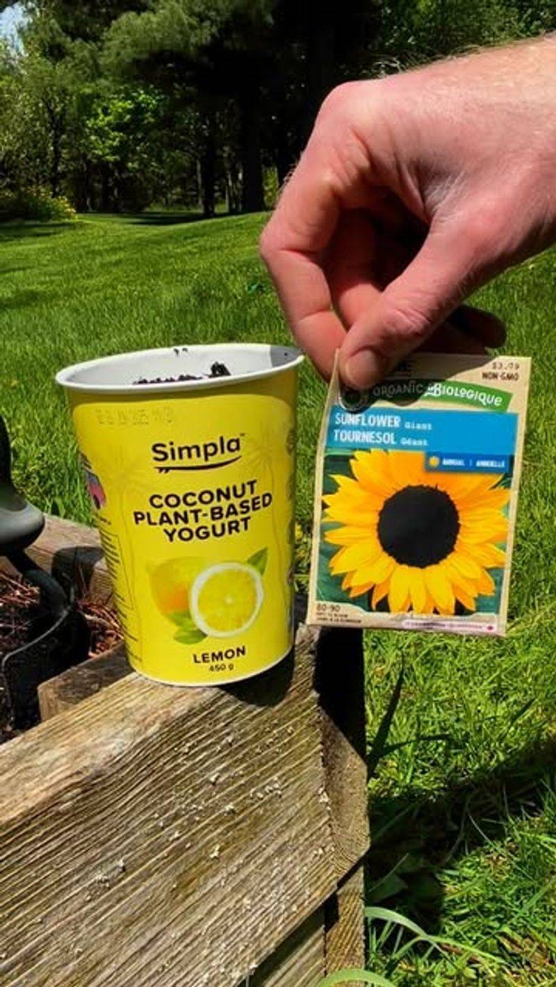 Yogurt Container Seed Starters