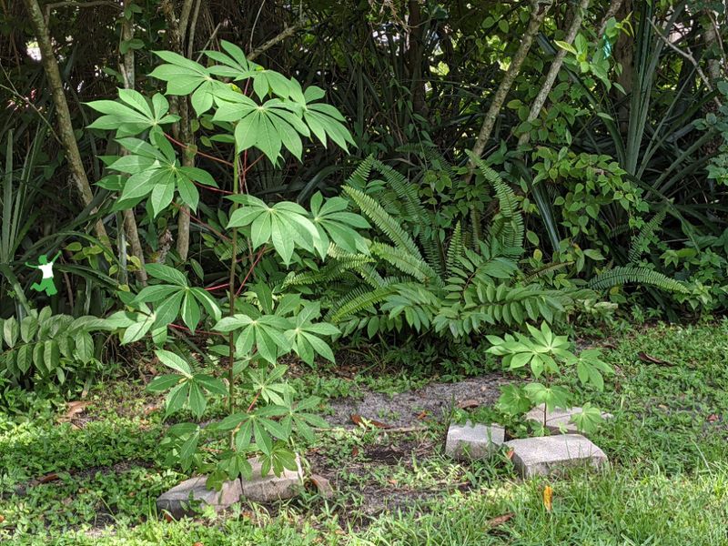 Bitter Cassava Restrictions