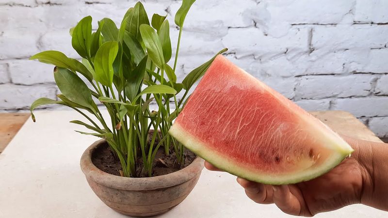Watermelon Rinds