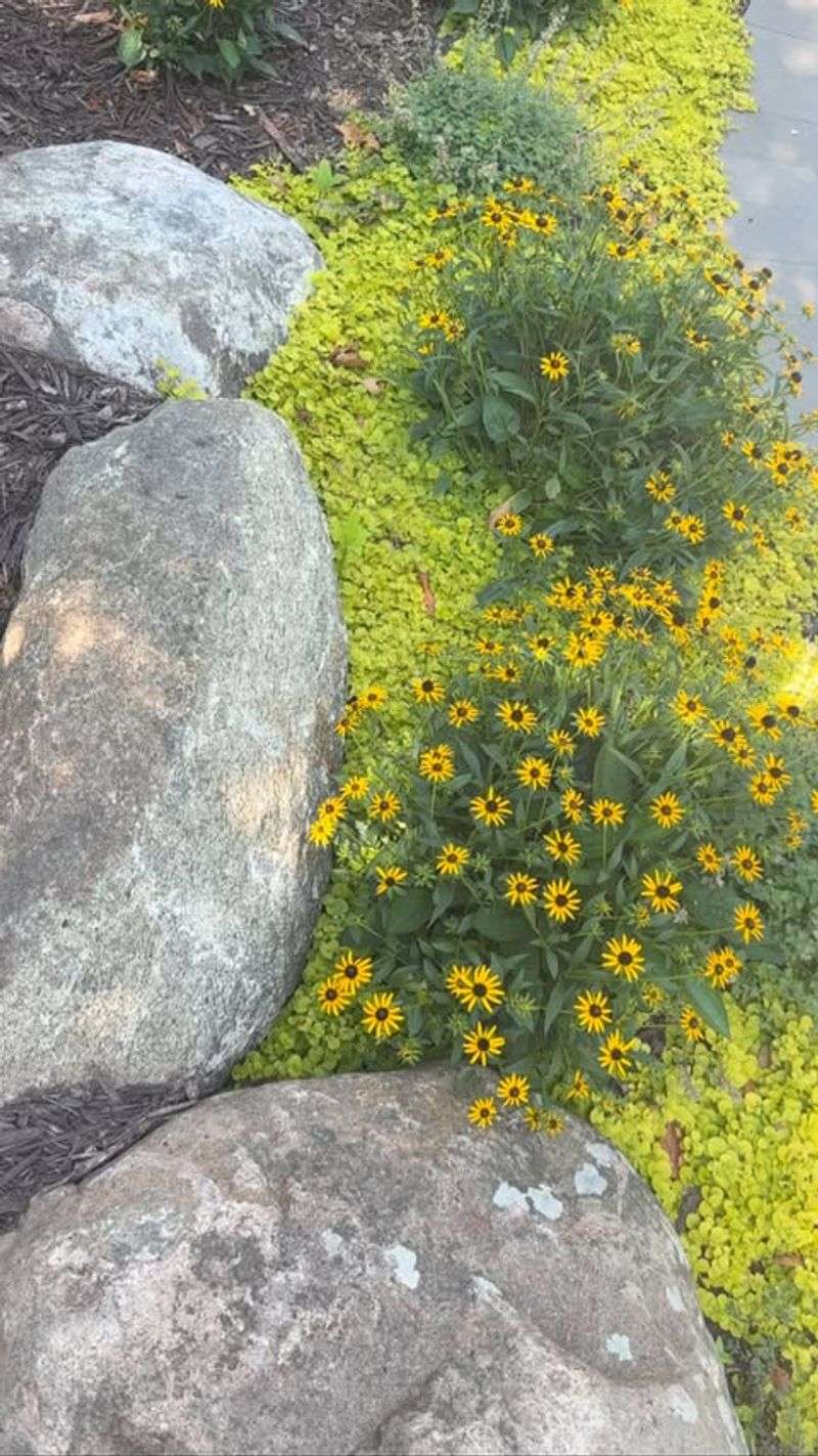 Pollinator Gardens