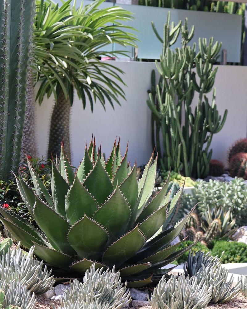 Agave: Sculptural Statement