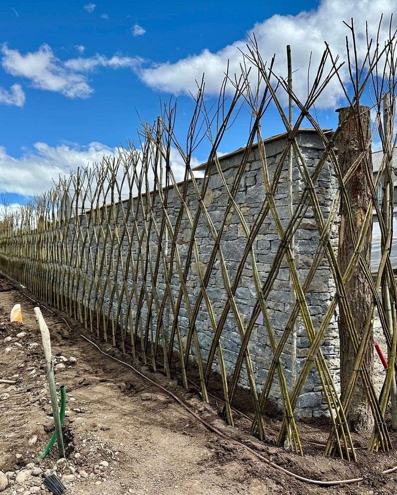Living Fence