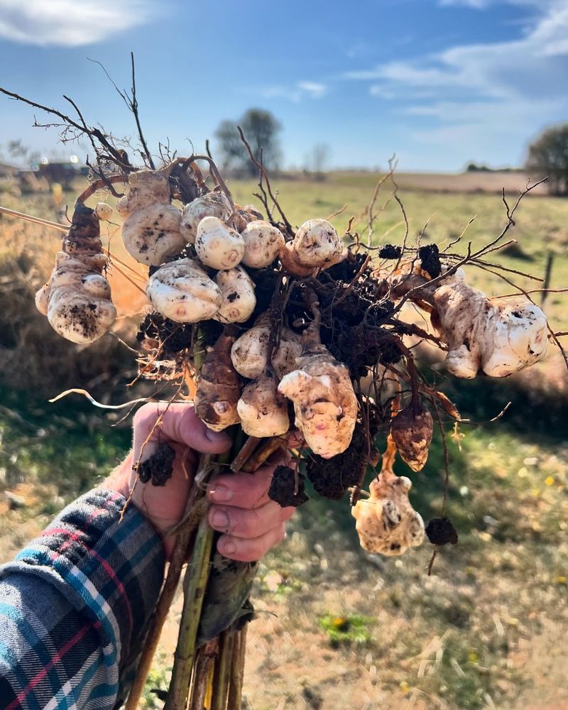 Sunchokes