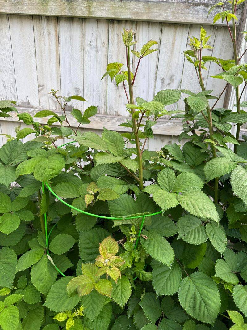 Prune Dead And Diseased Canes