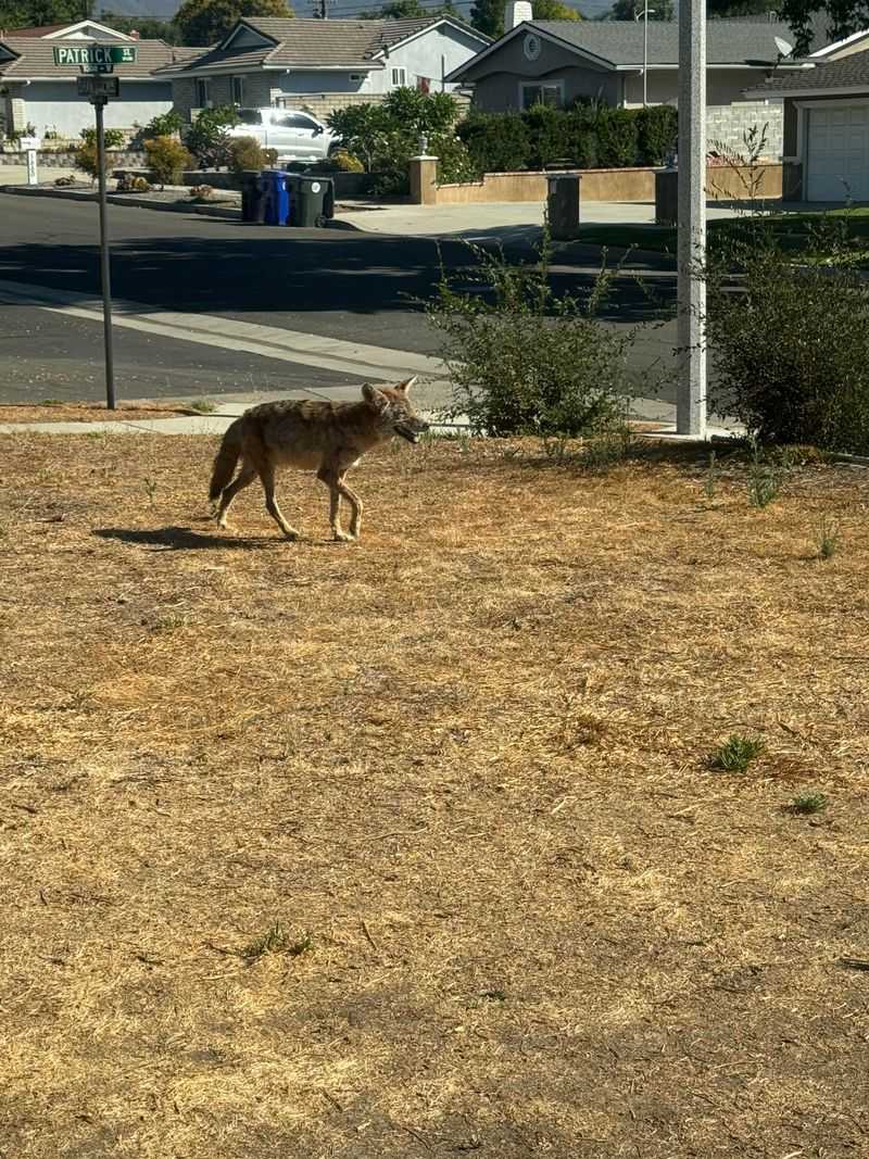 Feeding Coyotes