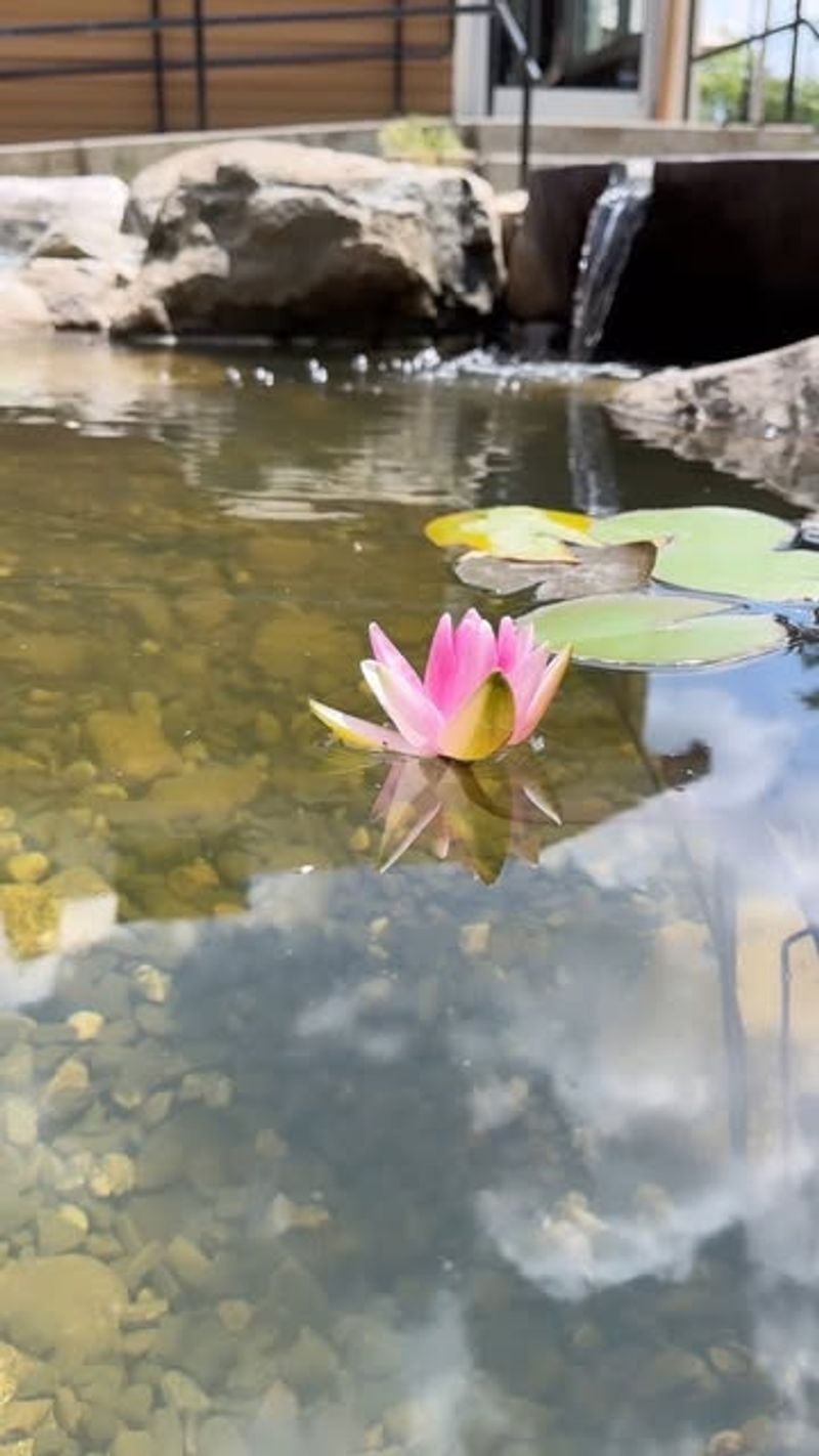Trim Back Aquatic Plants