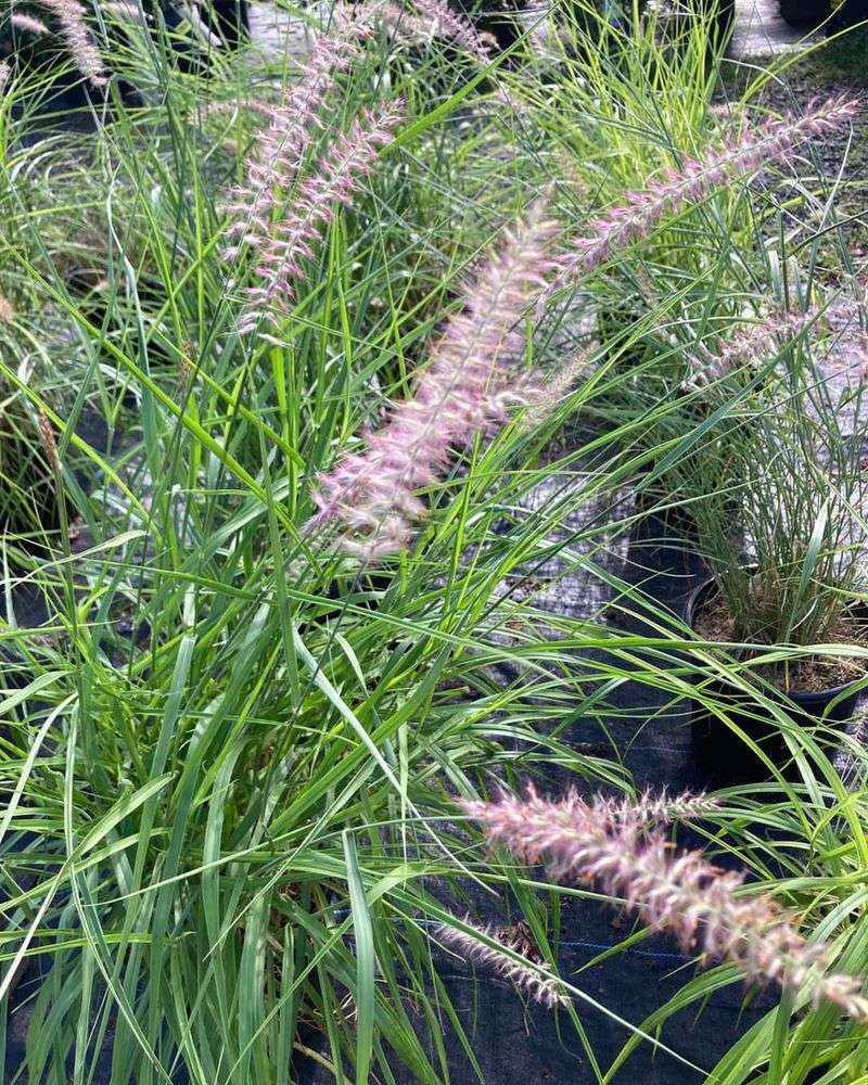 Ornamental Grasses