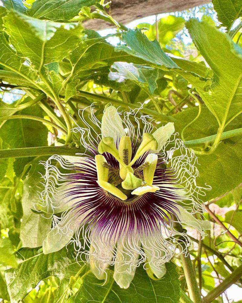 Passionflower Vine