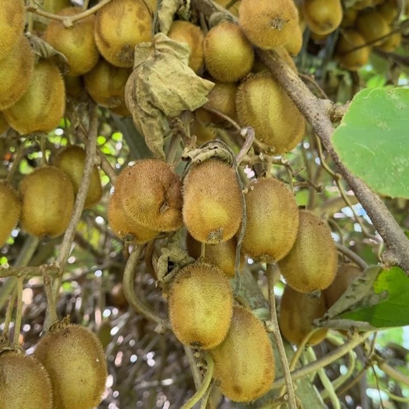 Kiwi