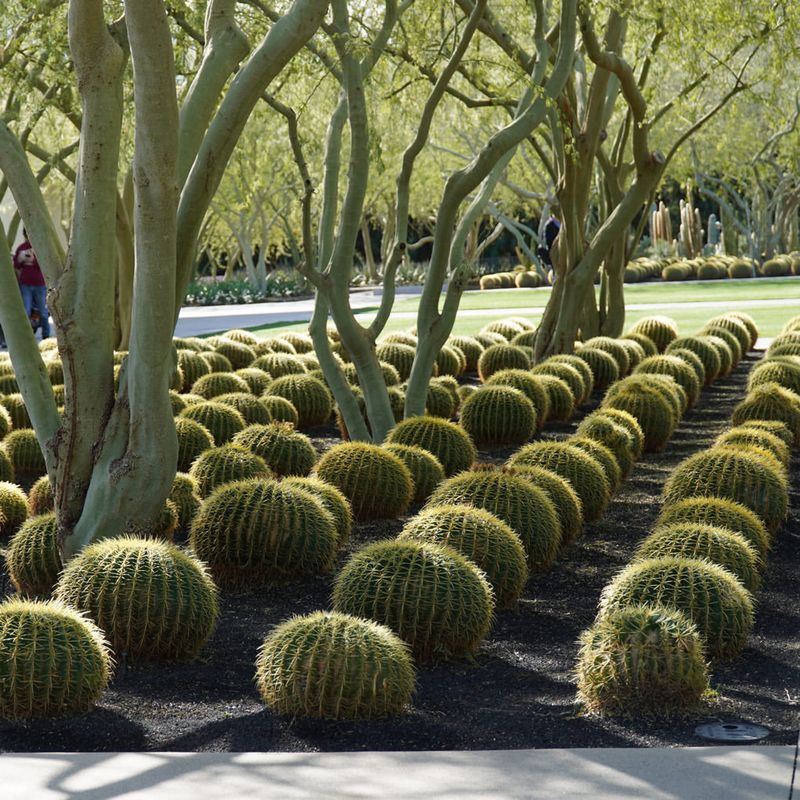 Barrel Cactus