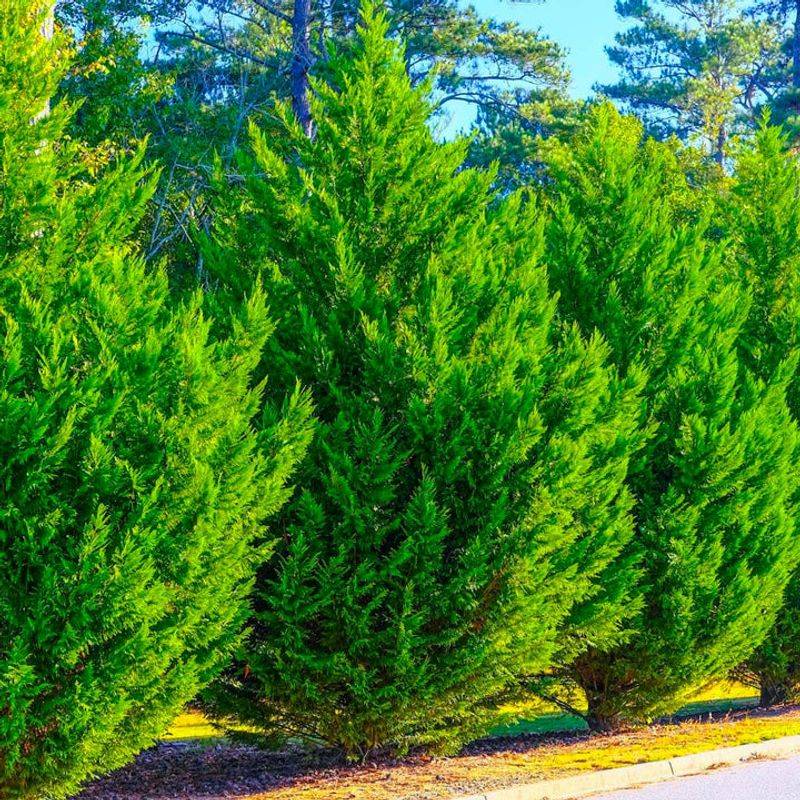 Strategic Evergreen Shrub Placement