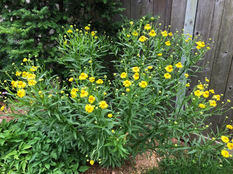 Easy Propagation Spreads Benefits