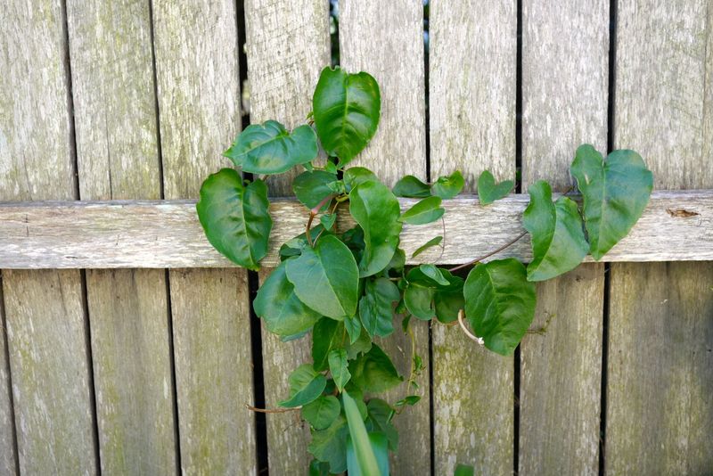 Madeira Vine (Anredera cordifolia)