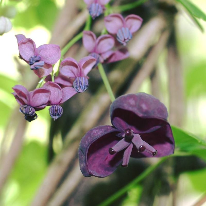 Mile-A-Minute Vine (Persicaria perfoliata)