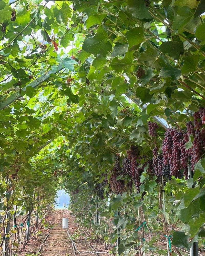 Grape Vines
